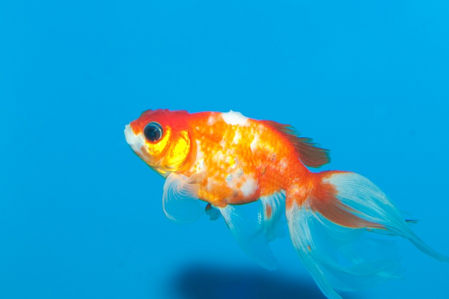 Goldfish (Carassius auratus)  in Aquarium